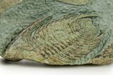Lower Cambrian Trilobite (Neltneria) With Partials - Morocco #363265-4